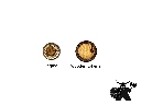 Everdell tokens - comparison.webp