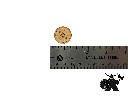 Expeditions Tokens - scale.webp
