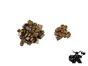 Knowledge Token - wood main.webp