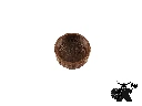 Wingspan Baskets - Empty single.webp