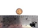 Golden Everdell tokens - scale.webp