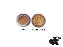 Golden Everdell tokens - comparison.webp